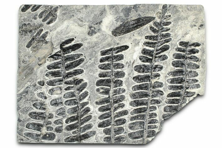 Carboniferous Fossil Fern (Alethopteris) Plate - France #378041